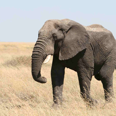 Androids and Elephants - BizTech Quick Take