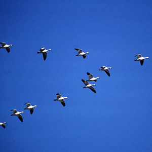 Mobility and Consumerization Are Birds of a Feather — Quick Take