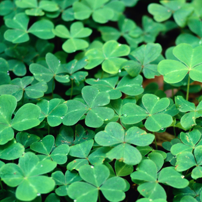 Make Your IT Green this St. Patrick's Day