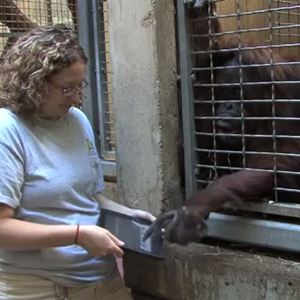Tablets Are So User-Friendly, Even Apes Can Use Them